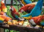 Guacamayas se alimentan en el Centro de Atención y Valoración de Corponor en El Zulia/Foto cortesía
