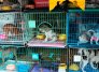 Perros comercializados o en venta