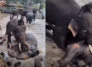 Pelea de elefantes en India deja turista muerta.