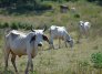 Las sequías y las altas temperaturas implican menores rendimientos agrícolas y daños en la ganadería./ Foto: Archivo