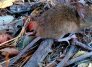 Así es el ratón silvestre que originó la cepa Andes del hantavirus