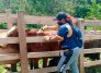 Vacunación contra la fiebre aftosa. / Foto: Cortesía