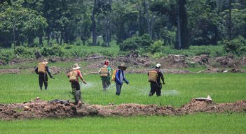 Desde el Ministerio de Agricultura vigilan la cosecha nacional de arroz para evitar la sobreproducción / Foto Archivo La Opinión