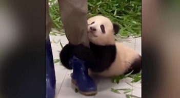 'Fu Bao' se roba las miradas en las redes sociales. / Foto: Tomada de Twitter