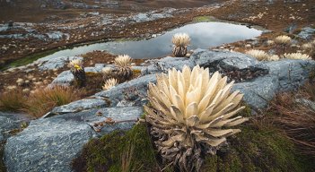 Los frailejones, son una de las especies endémicas que solo se pueden observar en los páramos.