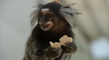 Y los titíes resultan una especie ideal para estudiar debido a su estructura social muy cohesionada. /Foto: Cortesía