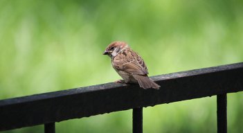 Es lo que se conoce como contaminación acústica, una realidad que produce efectos negativos sobre la salud de los animales.
