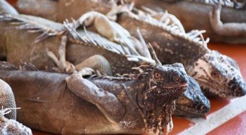 Iguanas incautadas porque iban a sacrificarse para venderlas.