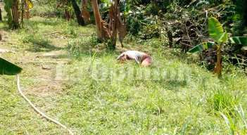 El cadáver de la víctima quedó tendido en medio de unas plantaciones de plátano en Puerto Santander.