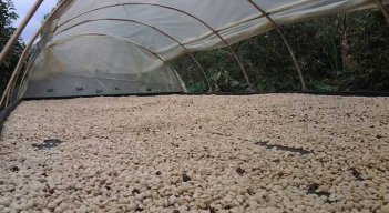 Café de Norte de Santander 