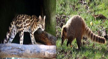 El puma y el oso han sido vistos en Santurbán./FOTO: Cortesía.