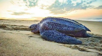 Tortuga laúd
