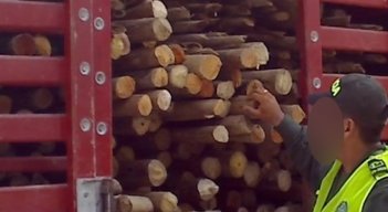 Entre la madera comercializada están el cedro, pardillo, nogal y cafetero. / Foto: Archivo-referencial