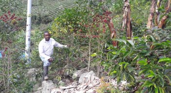 Domingo Torres, cafetero de Ragonvalia 