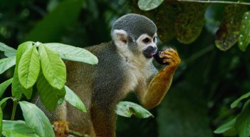 Esta serie de tres partes, se adentra en los fascinantes mundos ocultos de los mamíferos que evolucionaron para gobernar estos hermosos paisajes. / Foto: Cortesía