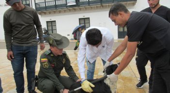 Se busca prevenir el maltrato y cuidar a los animales del municipio. / Foto: Archivo