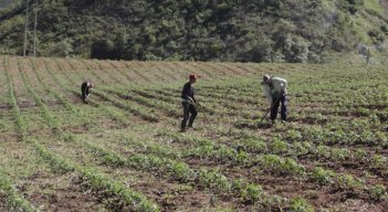 La meta del Proyecto de Sustitución Voluntaria es erradicar 80 de las 400 hectáreas en zona rural de Cúcuta./Foto: archivo/La Opinión