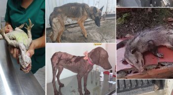 Perros, gatos y animales silvestres, como zarigüeyas e iguanas, han sido rescatados por animalistas, luego de ser maltratados o abandonados. / Fotos: Cortesía