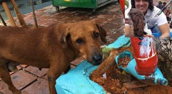 En lo que va corrido del año, el Concejo ha aprobado ya dos proyectos de acuerdo en favor de la protección y bienestar animal./Foto Archivo La Opinión