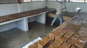 La panela tachirense resurge de sus cenizas con sueños de exportación. Fotos La Opinión