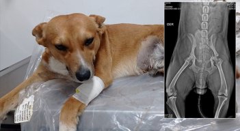 Rocco, perro criollo.