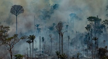 Por cada 10.000 km2 de bosque quemado, unas 30 especies de plantas y 2,5 especies de animales sufrieron una pérdida significante de hábitat./ Archivo La Opinión