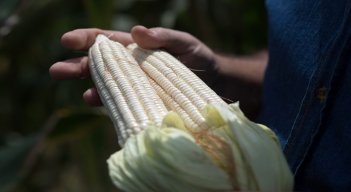 Maíz blanco de la agricultura venezolana. /Foto AFP