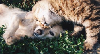 Las mascotas tienen espacio en las redes sociales