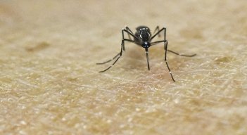 Dengue, ecial durante esta época de lluvias donde se incrementan los casos de transmisión.