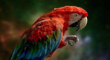 Vida silvestre