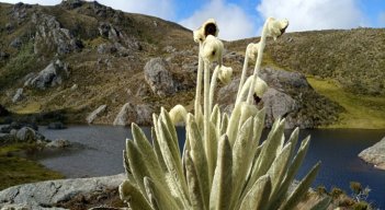 En Santurbán es el mayor productor de agua de los Santanderes. Foto Roberto Ospino/La Opinión.