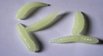Utilizan gusanos diminutos para detectar el cáncer./Foto: internet