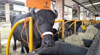 El búfalo está siendo aprovechado para cuatro propósitos: queso, carne, pieles y amistad por ser un punto de encuentro a nivel mundial.