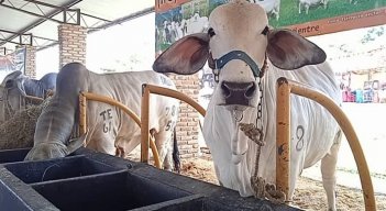 Ganaderos de Venezuela buscan recuperar las fincas expropiadas./Foto cortesía