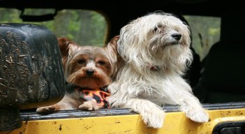 Mascotas en carros /Foto: Cortesía