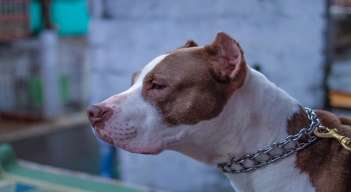 Toda compra, venta, traspaso, donación o cualquier cesión del derecho de propiedad del canino clasificado como de manejo especial, se deberá notificar a la alcaldía municipal y a la compañía de seguros que haya expedido la póliza. / Foto: Cortesía / La Opinión 