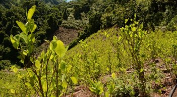 Por décadas, los países productores de coca han sido Colombia, Bolivia y Perú.  / Foto: Colprensa