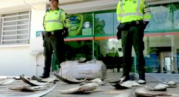 Descubren 450 aletas de tiburón en un carro de encomiendas