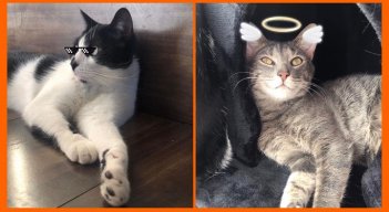 Filtros para mascotas. / Foto: Cortesía