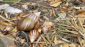 Desde hace varios años, los caracoles africanos se han extendido en la población de Umuquena en Táchira. / Fotos:  Anggy Polanco / La Opinión 