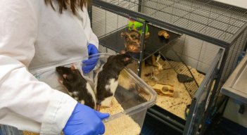 'Ratas chófer', un nuevo enfoque para la salud mental  