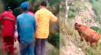 Una vaca le cayó encima a una embarazada y mató el bebé./Foto: cortesía