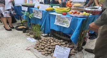 Prometen controlar el contrabando de papa que ingresa a Venezuela por las trochas. Fotos Anggy Polanco / La Opinión 