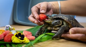 Tortuga bicéfala. / Foto: AFP
