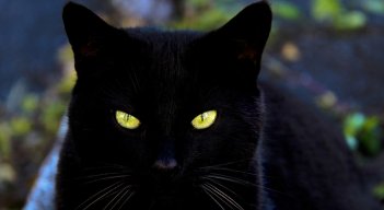 Los gatos negros son igual de amorosos y tiernos que los de cualquier otro color.