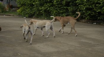 Entre el 2019 y el 2021, la Secretaría de Salud Municipal vacunó a 244.764 caninos y felinos contra la rabia./ Foto: Pablo Castillo / La Opinión 