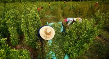 En el Catatumbo no hay quién compre la cocaína y esto tiene en aprietos a los campesinos./Foto archivo La Opinión