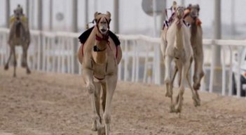 Carrera de dromedarios en Catar