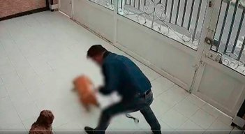 Maltrato animal en Bogotá.