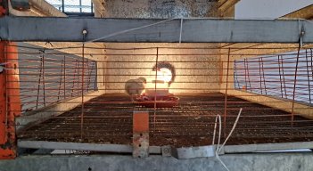  Sector avícola reporta escasez de pollitos bebés tras apertura de frontera. Foto Anggy Polanco / La Opinión